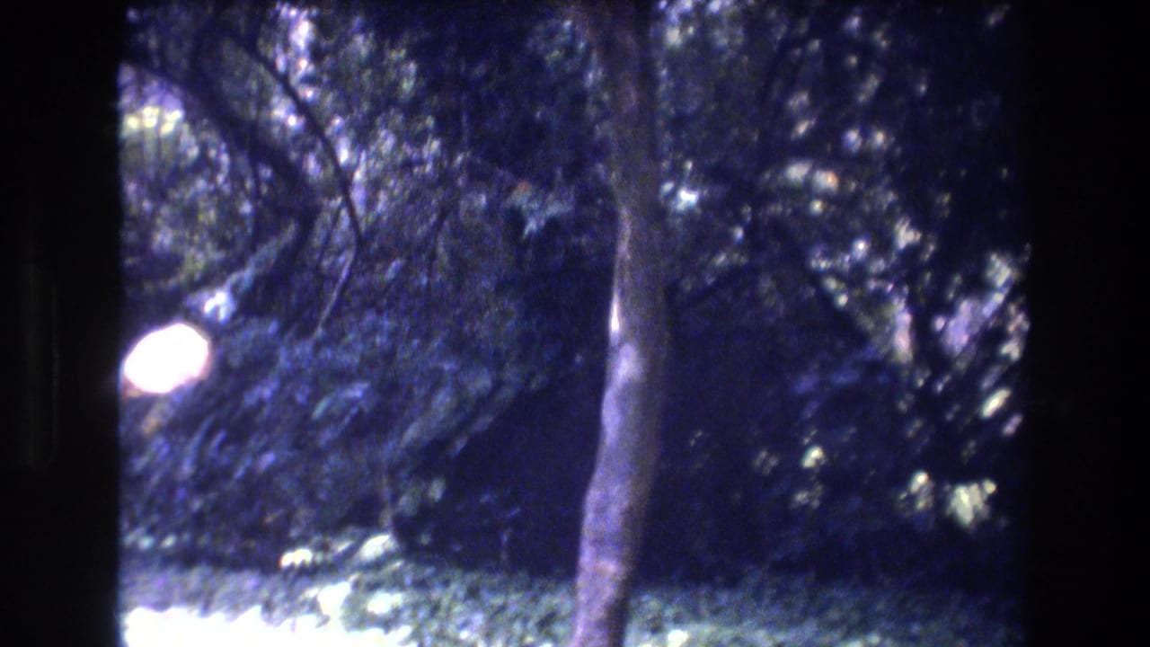 Trees and undergrowth with a bright light patch among dark foliage.