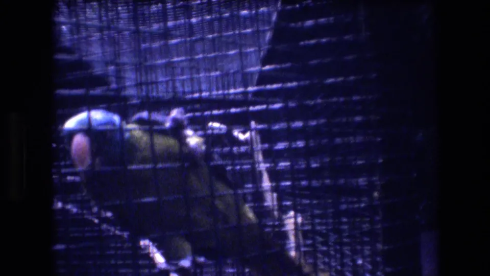 A green-and-blue parrot is seen through the bars of a wire cage in the metadata-supported Honolulu home-movie clip, with the cage filling most of the frame.