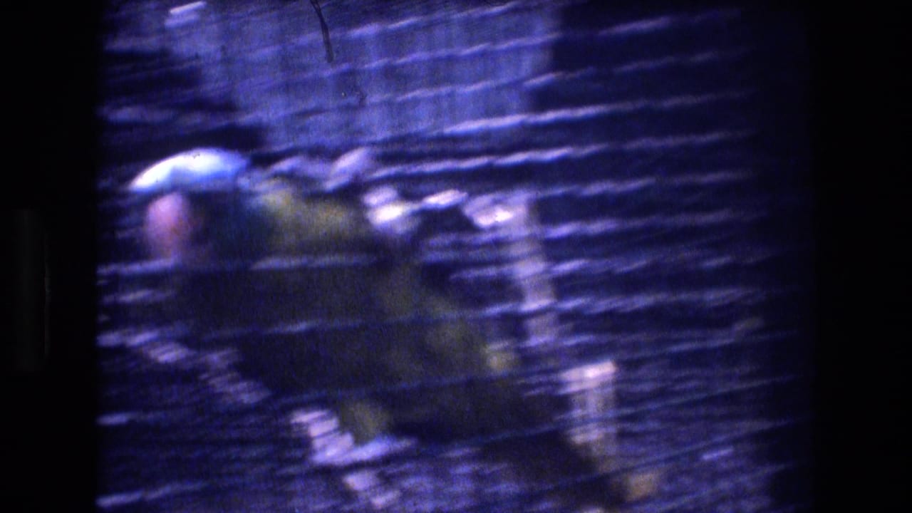 A colorful parrot, likely a macaw, appears behind wire mesh in blue-cast 1977 Honolulu 8mm home-movie footage.
