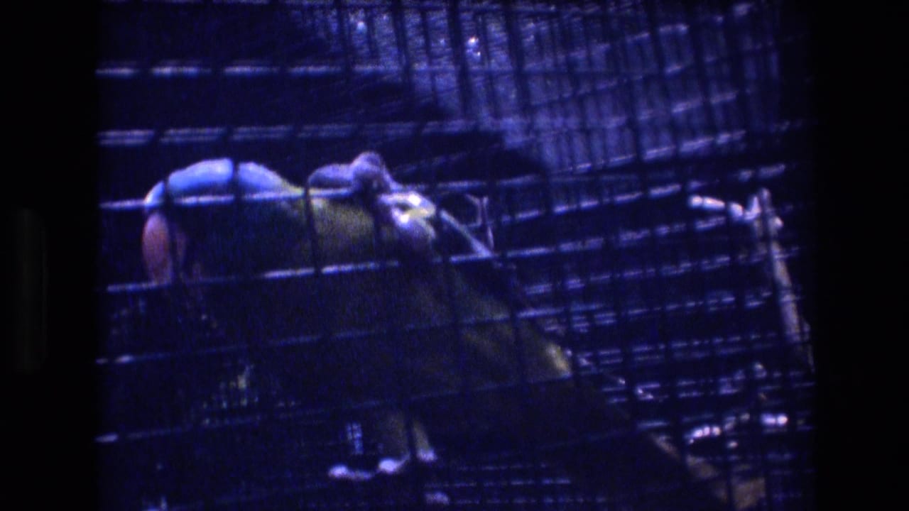 Parrot perched behind cage wire with dark bars around it.