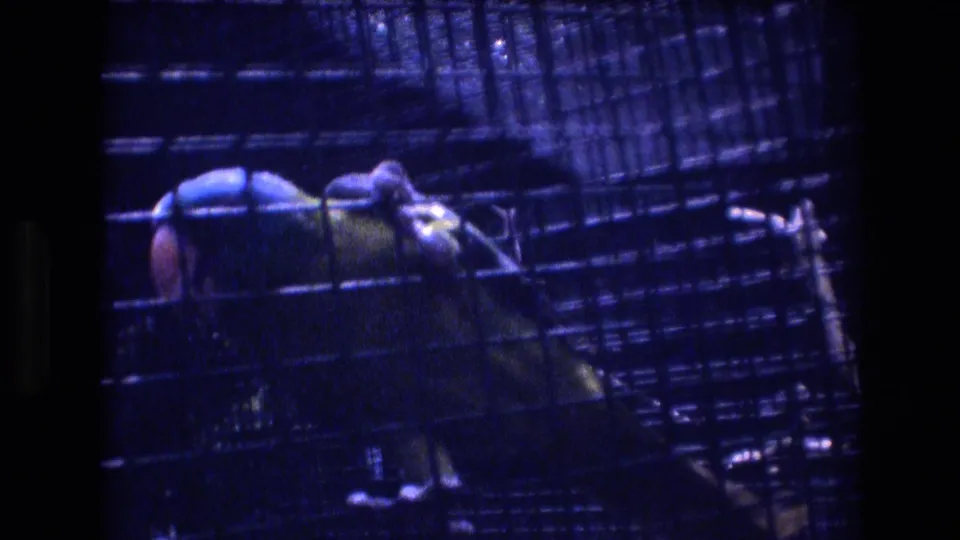 A parrot is seen through a dark wire cage, with its bright body and pale head softened by handheld 8mm motion blur.