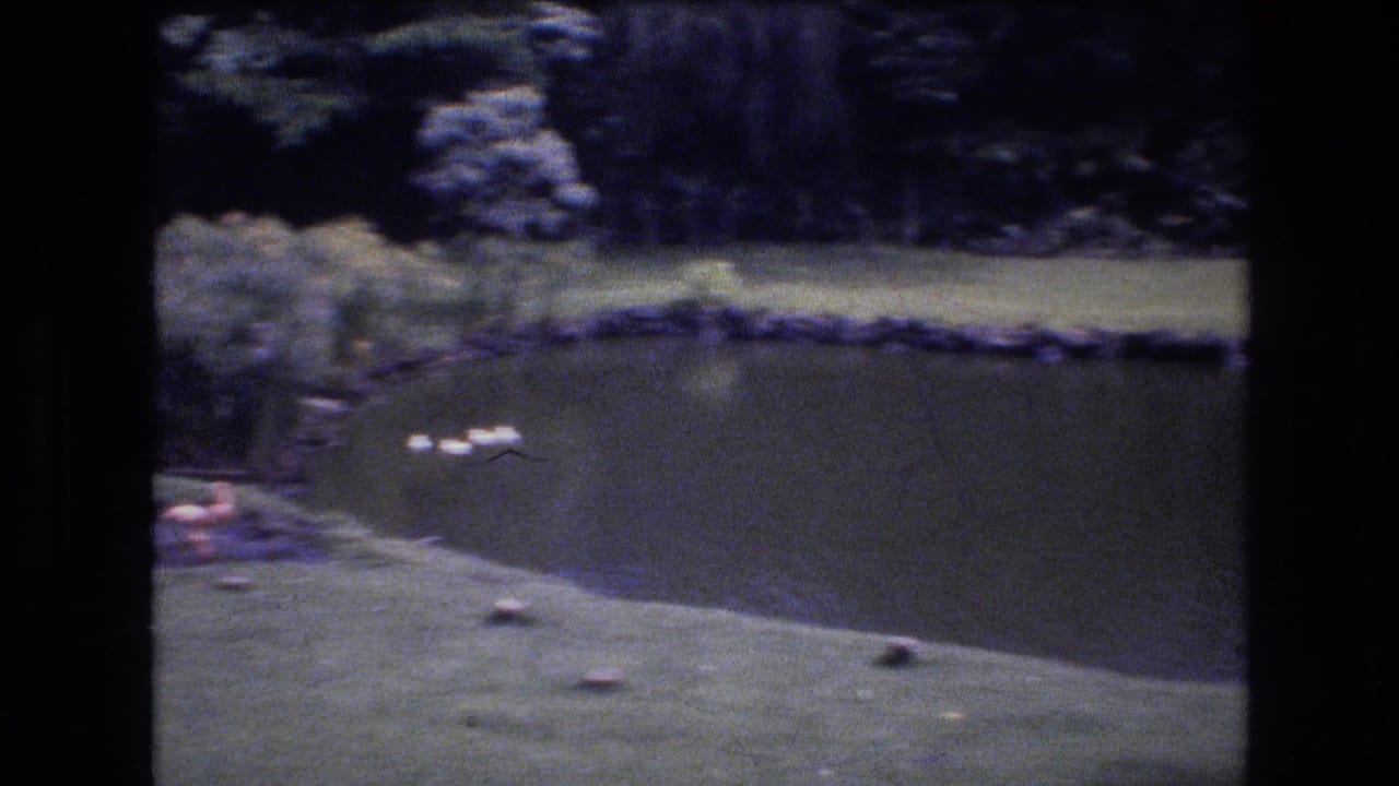 A 1977 Honolulu, Oahu home-movie frame shows flamingos near a small pond, with green lawn, shaded trees, and soft 8mm grain.