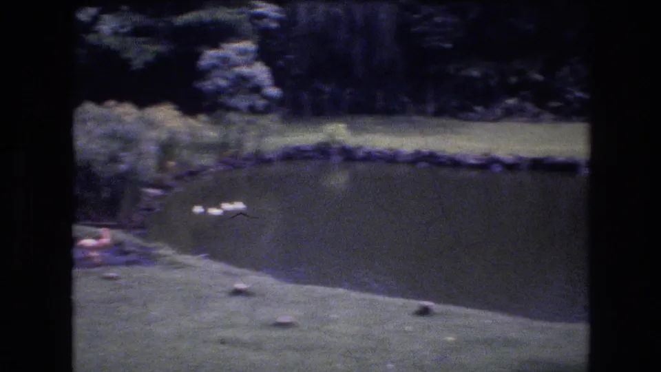 A 1977 Honolulu, Oahu home-movie frame shows flamingos near a small pond, with green lawn, shaded trees, and soft 8mm grain.