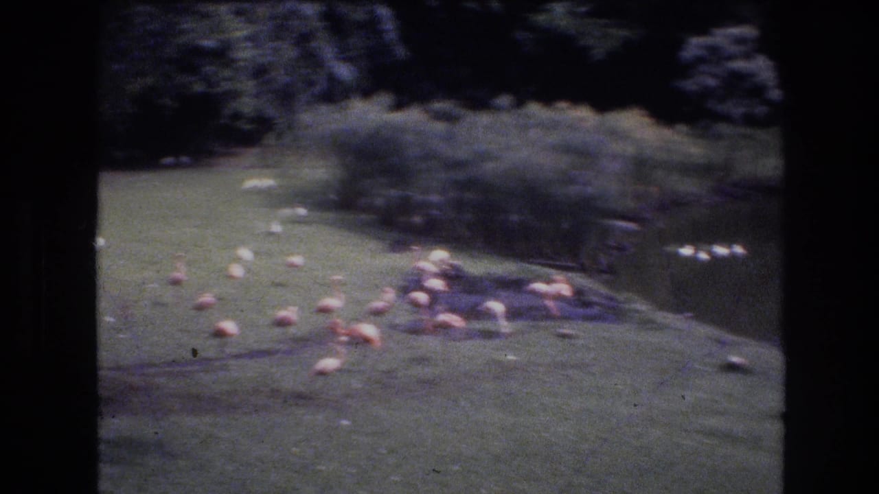 A flock of flamingos rests and stands on grass beside a pond.