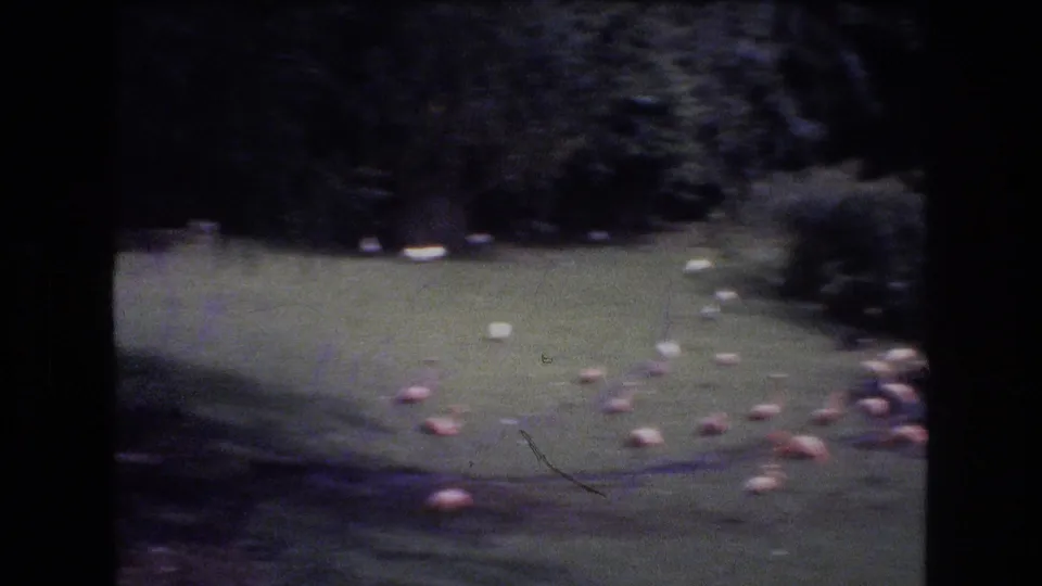 A handheld 8mm frame from Honolulu, Oahu in 1977 shows flamingos scattered on the lawn beside pond water under shaded tropical foliage.