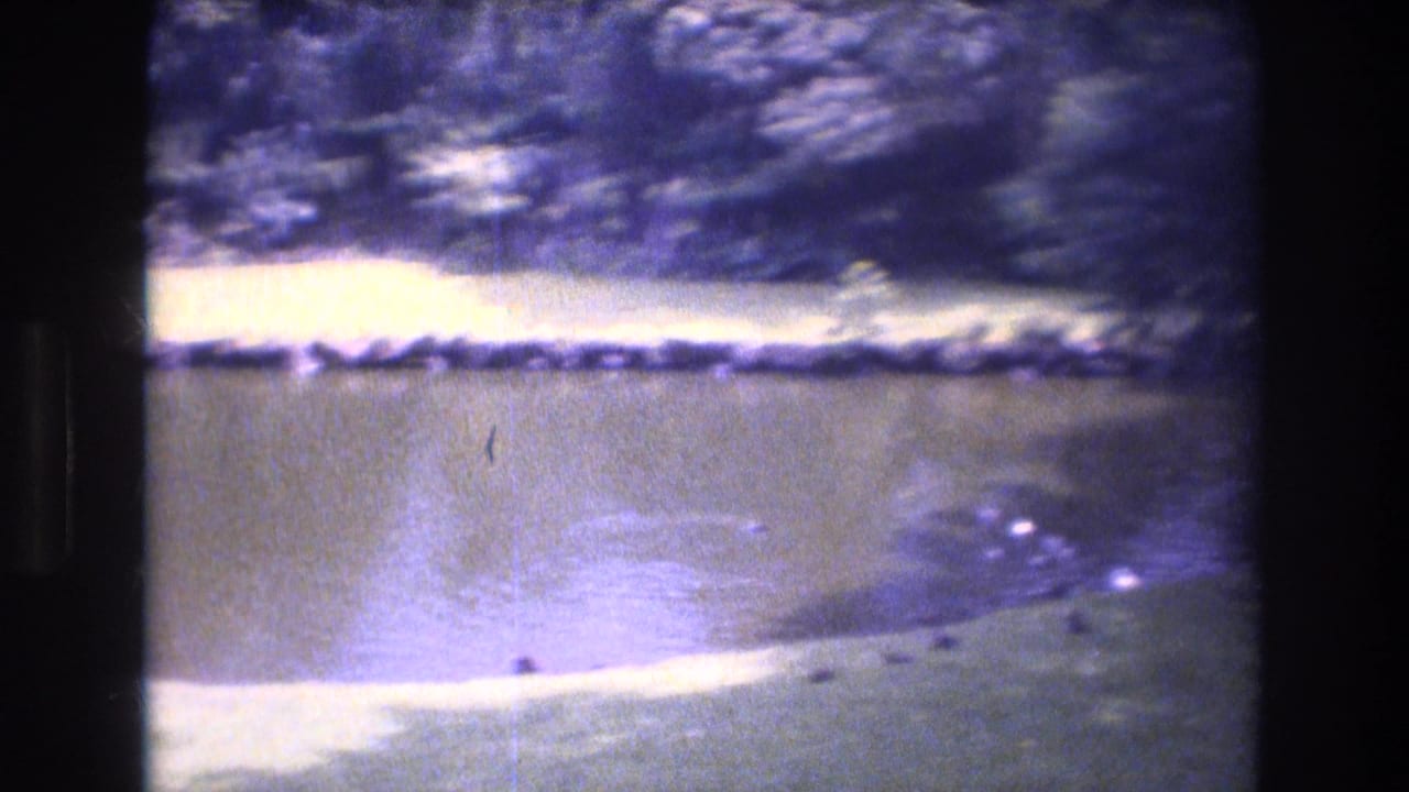 Still pond water with a bright lawn strip, trees, and faint fountain ripples.