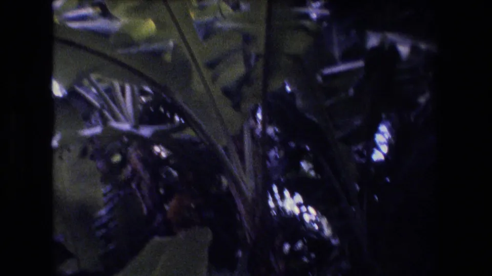 1977 Honolulu 8mm frame of broad tropical leaves and dense shaded planting, with the garden pond mostly out of view.