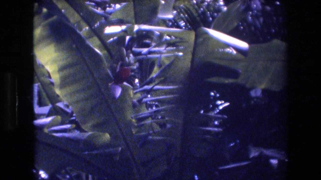 1977 Honolulu-area 8mm frame showing broad green tropical leaves, shadowed foliage, and a small red flower or fruit among the plants.