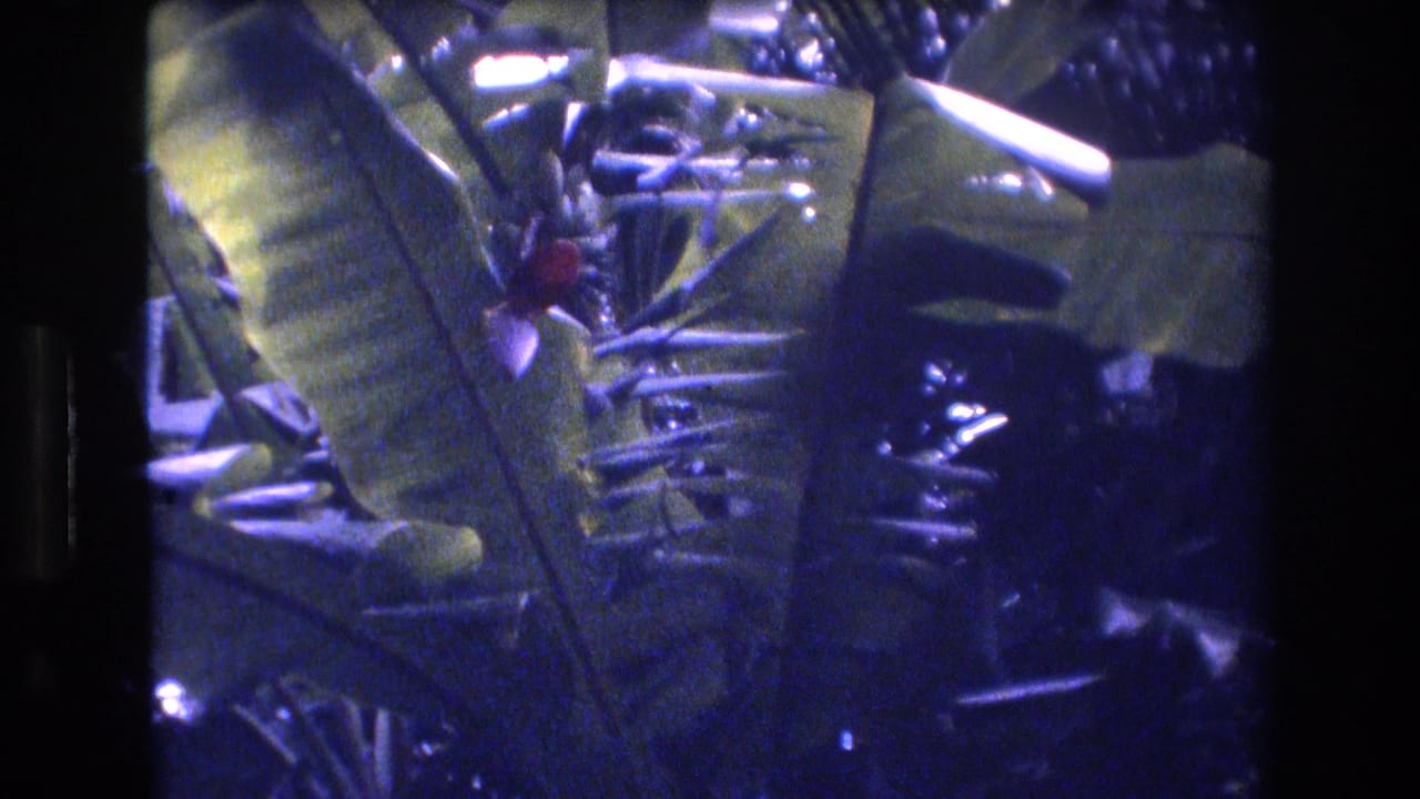 Broad tropical leaves fill the frame with dark foliage and bright reflected highlights behind them.