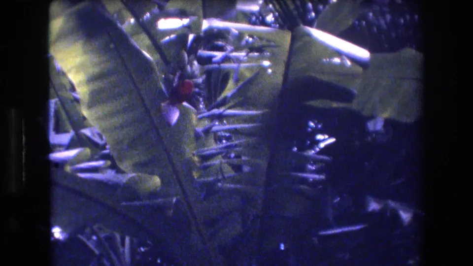 1977 Honolulu-area home-movie frame of layered tropical leaves and dense blue-green foliage in uneven sunlight.