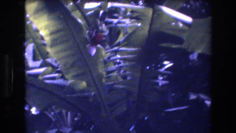 1977 Honolulu-area 8mm frame showing dense tropical vegetation, broad banana-like leaves, and a small red flower or fruit near the upper center.