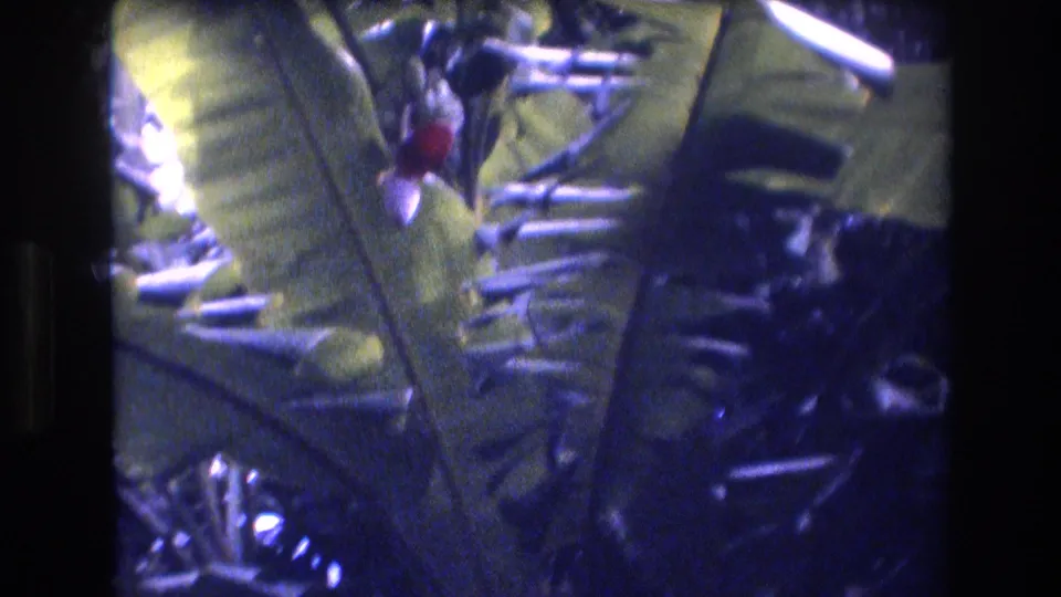 1977 Honolulu-area home-movie frame of broad tropical leaves, glossy shadowed vegetation, and a small red flower or fruit under dappled light.