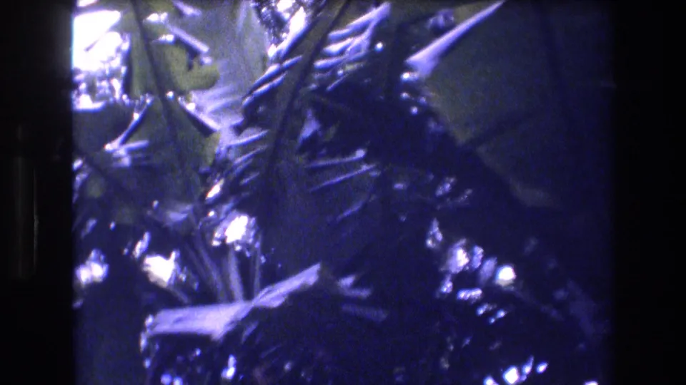 Layered tropical foliage in a 1977 Honolulu 8mm frame, with bright light patches, motion softness, and visible film texture.
