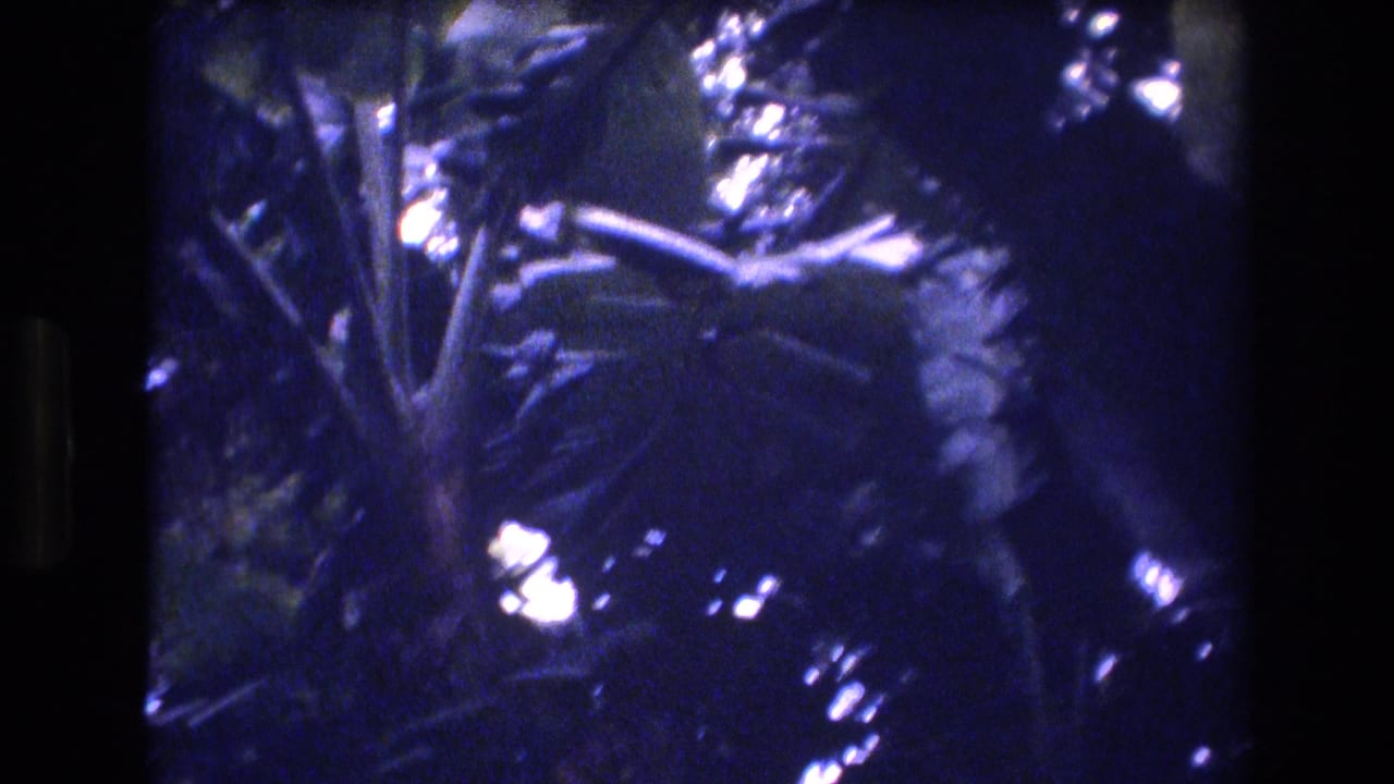 Tropical leaves and stems fill the frame with deep blue shadows and scattered bright highlights.