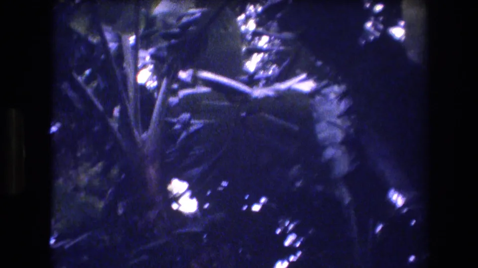 1977 Honolulu, Oahu home-movie frame of thick tropical vegetation, with large leaves, vertical stems, deep blue-purple shadow, and small points of filtered sunlight.