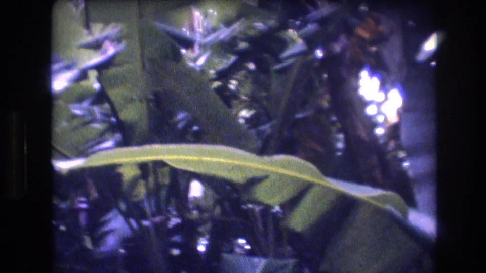 1977 Honolulu, Oahu 8mm frame looking into dense tropical undergrowth, with a long green leaf crossing the foreground and bright highlights behind it.