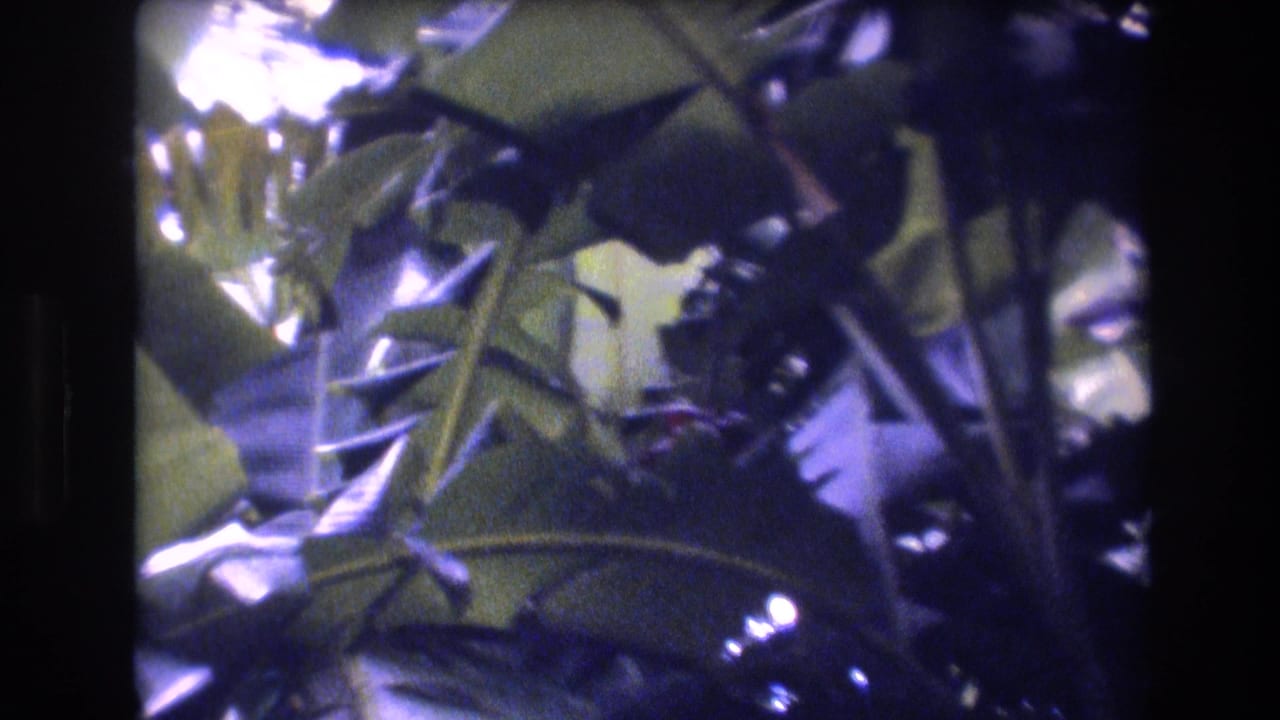 1977 Honolulu 8mm frame showing dense tropical leaves and crossed branches with filtered light and dark gate borders.