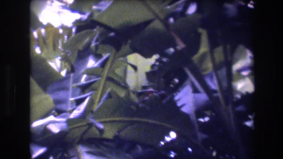 1977 Honolulu 8mm frame showing dense tropical leaves and crossed branches with filtered light and dark gate borders.