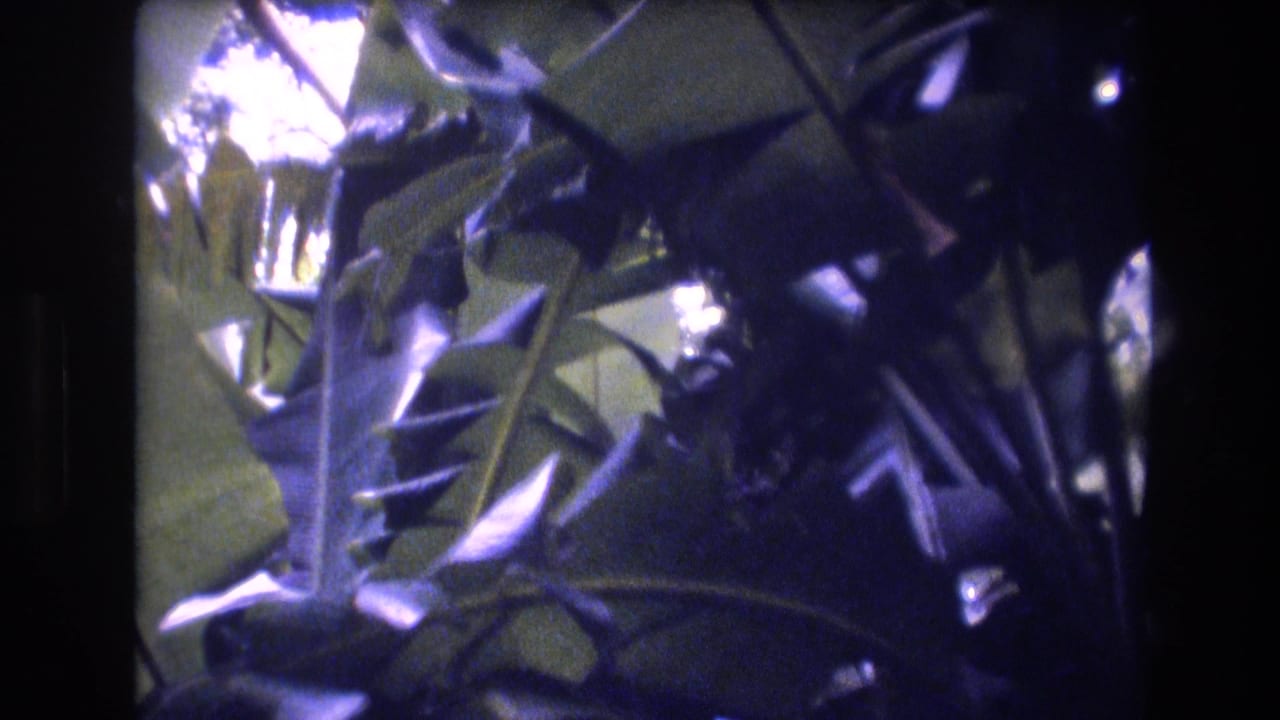 Close foliage with broad leaves, stems, and a dark vertical frame edge.