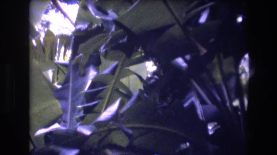 1977 Honolulu 8mm view of broad tropical leaves and overlapping stems, framed by dark film edges and cool color shift.