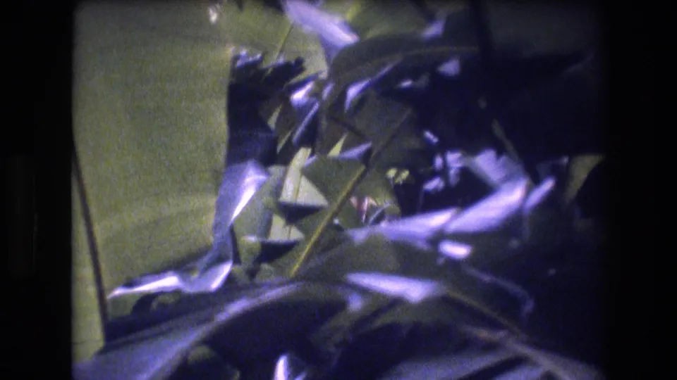1977 Honolulu 8mm frame with motion-softened tropical leaves, crossing plant stems, and a muted green garden background.