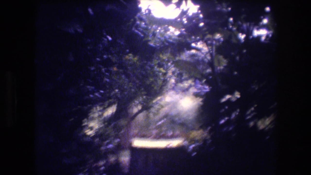 Dense tropical greenery with bright sunlight filtering through leaves.
