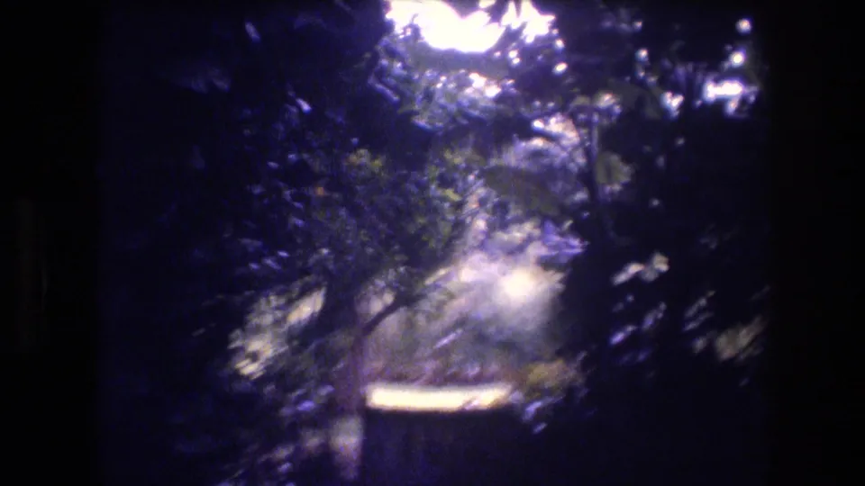 Dense Honolulu backyard vegetation in a 1977 8mm frame, with sunlit canopy highlights and dark leafy undergrowth.