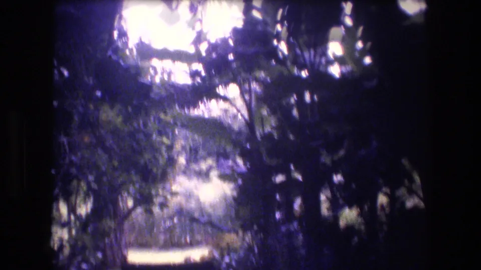 1977 Honolulu home-movie still of thick tropical shrubs and branches, with a bright sunlit opening behind the foliage.
