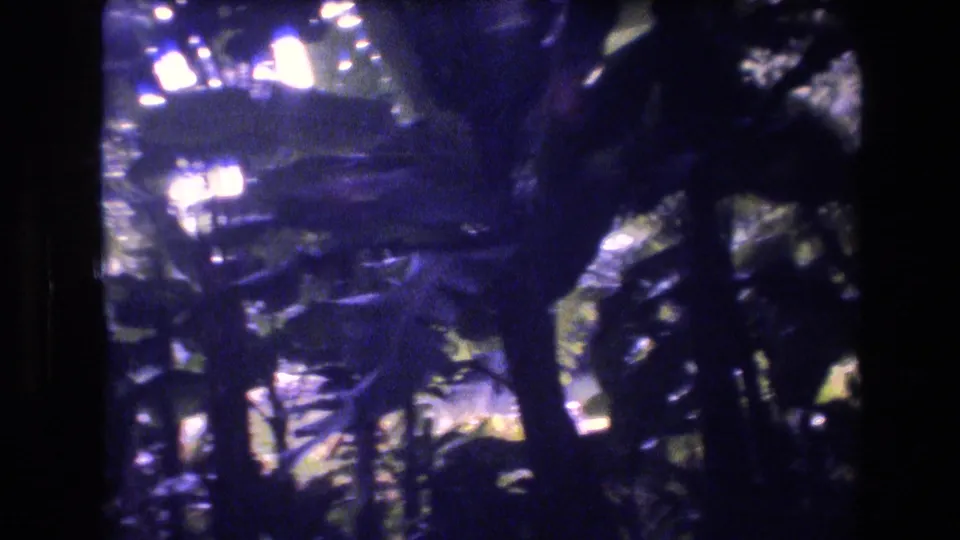 Shaded 1977 Honolulu backyard frame with large banana-like leaves, tree trunks, and dense tropical planting under dappled light.