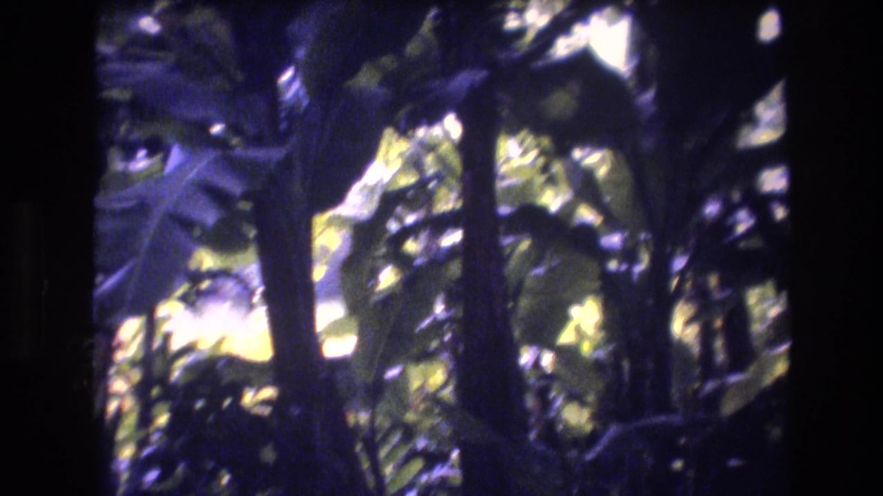 1977 Honolulu, Oahu home-movie frame showing dense tropical foliage, dark tree trunks, and dappled light with soft focus and purple film cast.