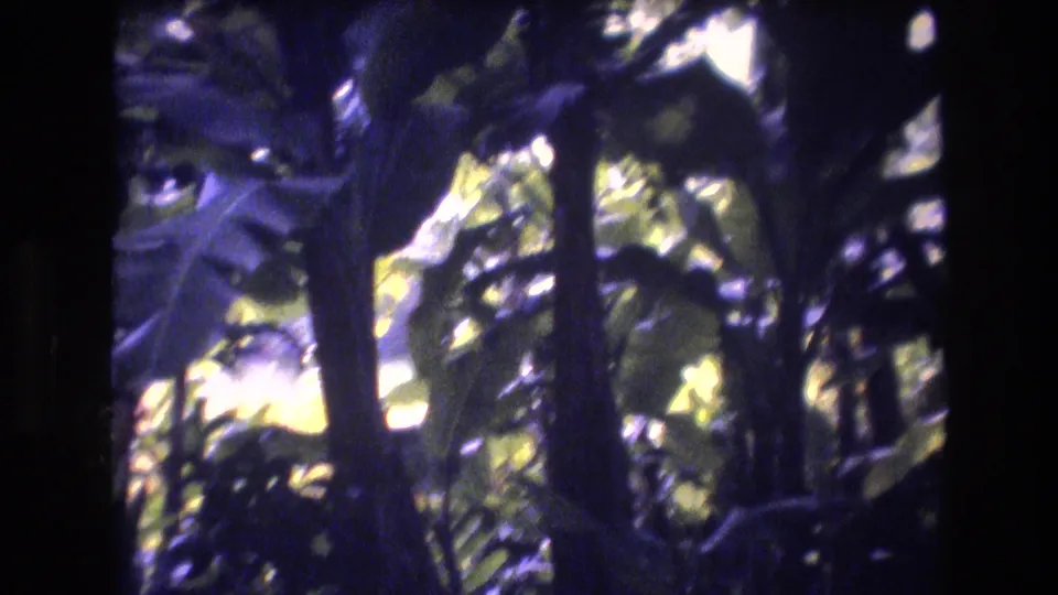 1977 Honolulu, Oahu home-movie frame showing dense tropical foliage, dark tree trunks, and dappled light with soft focus and purple film cast.