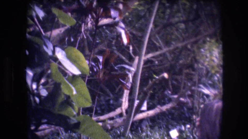 1977 Honolulu, Oahu home-movie close-up of broad leaves, thin branches, and dense tropical undergrowth rendered with grain and soft 8mm focus.