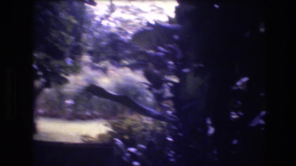 In this 1977 Honolulu home-movie frame, a small blurred figure appears among dense backyard foliage beside a dark fence or barrier.