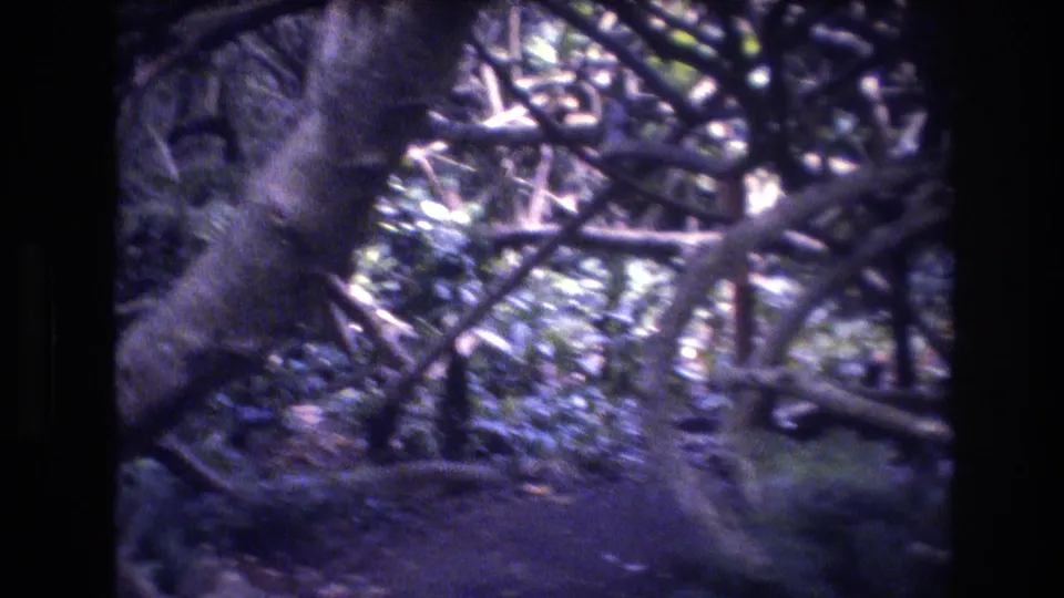 A shaded Honolulu backyard frame shows a tree trunk, fallen branches, dense leaves, and a dark fence line in grainy 1977 8mm footage.