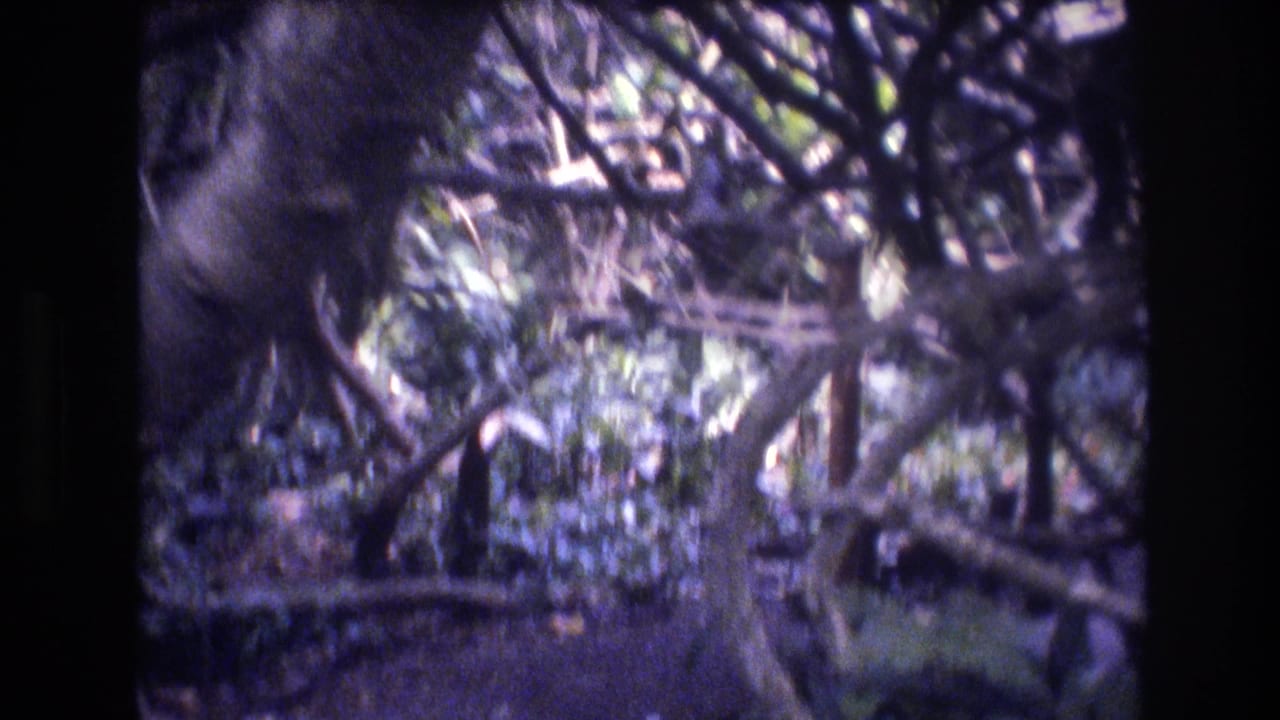 Dense shaded forest with tangled branches and leafy canopy.