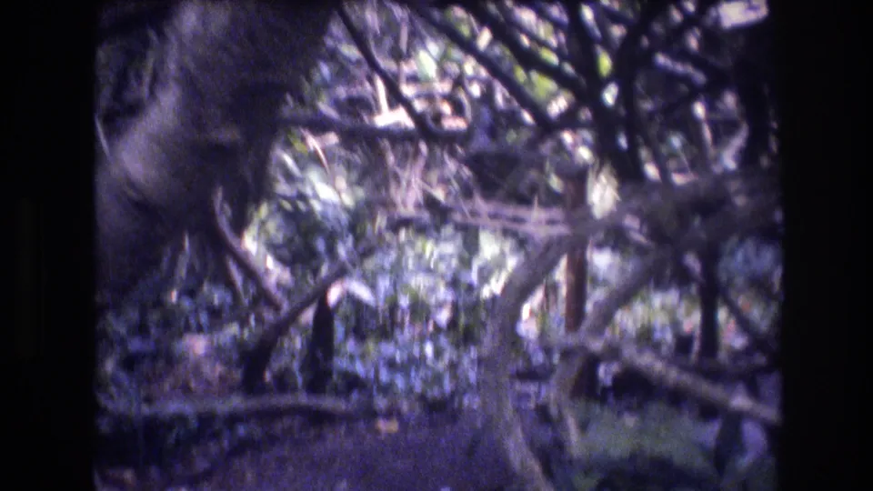 1977 8mm Honolulu, Oahu footage showing a shaded tropical forest canopy with interlaced branches, dark trunks, and patches of daylight through leaves.