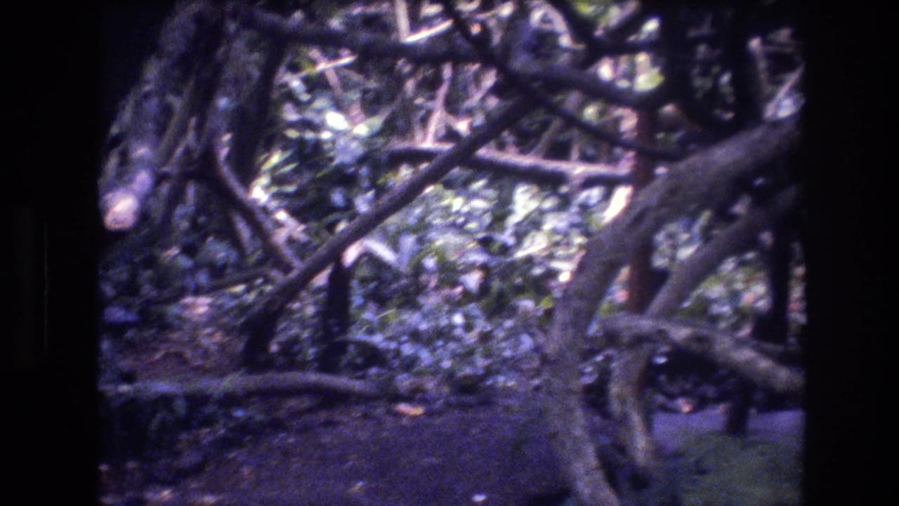 Dense trees and branches forming a dark tropical canopy.