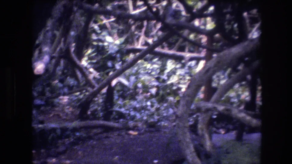 1977 8mm Honolulu, Oahu frame with thick tree limbs, dense foliage, and filtered daylight in a shaded tropical forest setting.