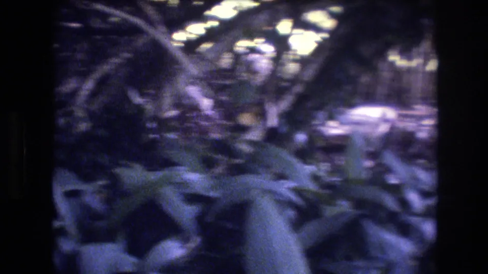 1977 8mm Honolulu, Oahu frame showing large leaves, dark tree trunks, tangled branches, and bright gaps of daylight in dense forest shade.
