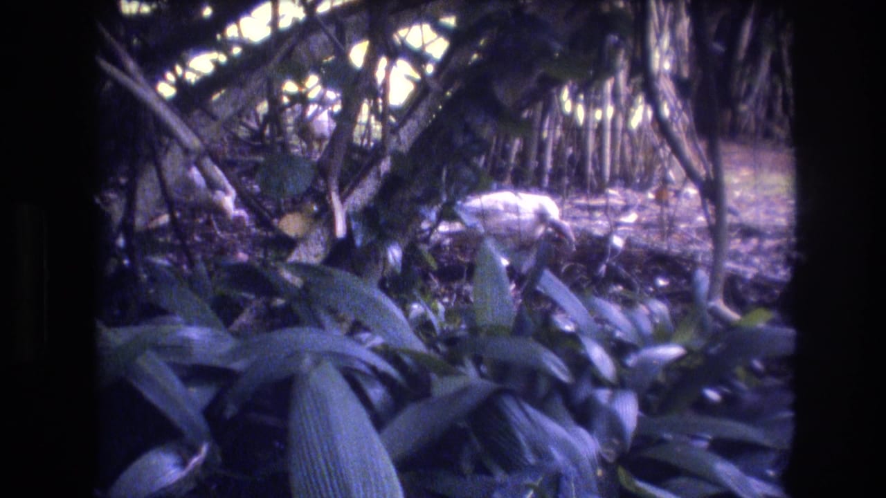 In 1977 Honolulu, Oahu home-movie footage, a white bird appears on the ground behind large tropical leaves in a dim, leafy understory.