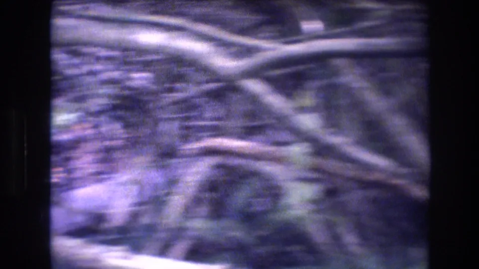A motion-blurred 8mm frame shows the camera moving past leaves and ground cover, briefly losing a clear view of the white bird.