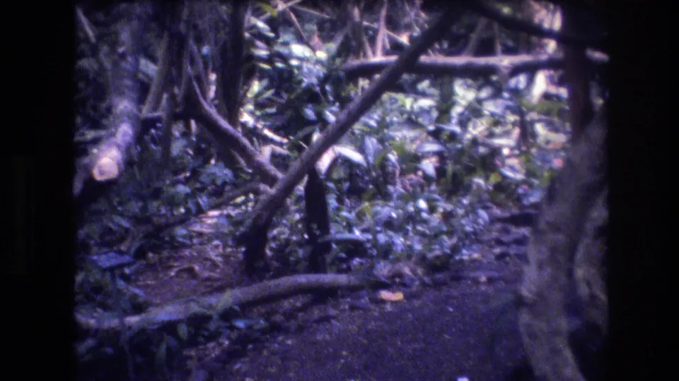 The final frame shows a shaded tropical understory in Honolulu, Oahu, with tangled branches, leaves, and dark ground, while the bird is no longer clearly visible.