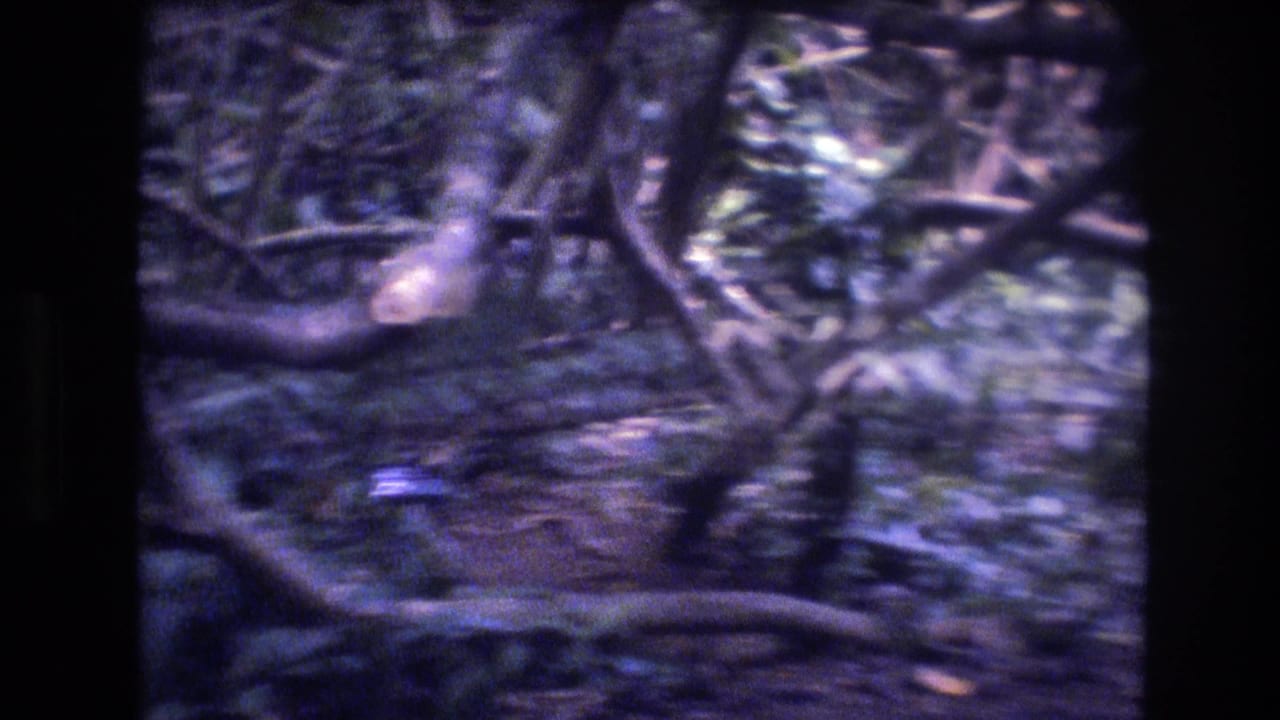 1977 Honolulu, Oahu home-movie frame showing tangled low tree limbs, shaded leaves, and soft 8mm motion blur in a wooded area.