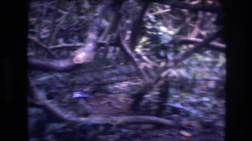 1977 Honolulu, Oahu home-movie frame showing tangled low tree limbs, shaded leaves, and soft 8mm motion blur in a wooded area.
