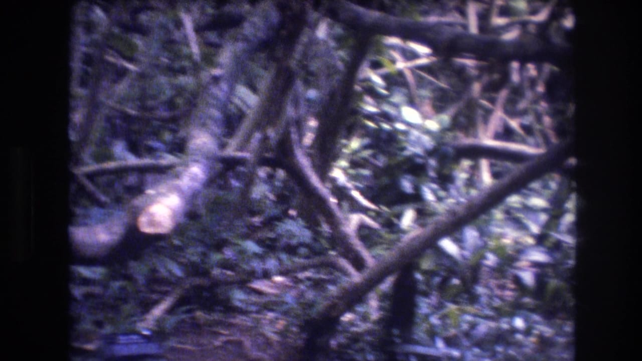 Cut branch and tangled limbs in a shaded wooded area.