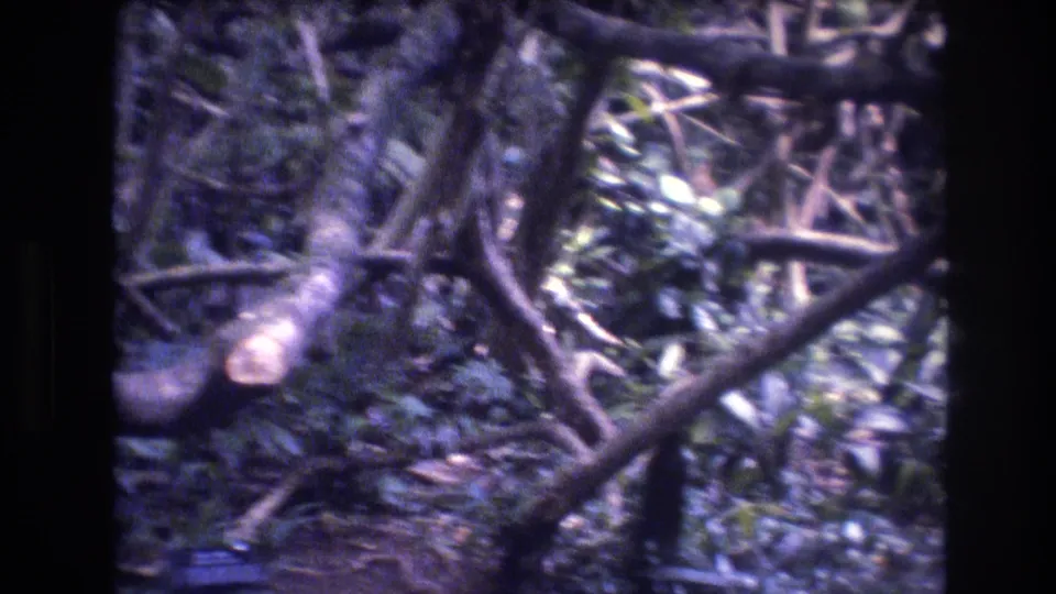 1977 Honolulu, Oahu frame with a pale cut limb among darker branches and green foliage, rendered with grain and a cool aged-film cast.