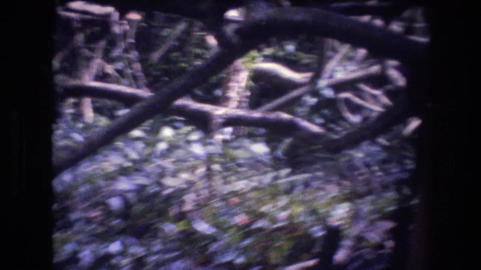 Handheld 8mm frame from the supplied 1977 Honolulu, Oahu clip showing branches crossing the foreground above leaf litter and green ground cover.