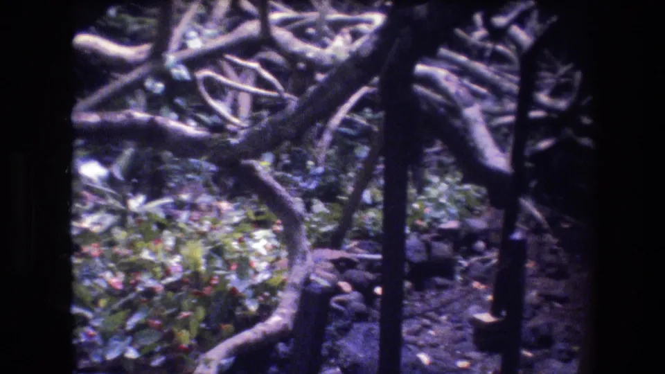 1977 Honolulu, Oahu wooded-area frame with curving low branches, dark trunks, patches of foliage, and the soft purple-blue cast of aged 8mm film.