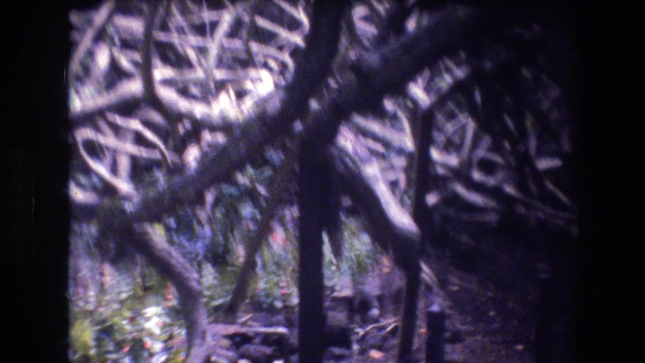 1977 Honolulu 8mm frame showing tangled tropical growth, dark trunks, and a partially visible narrow path in a shaded garden setting.