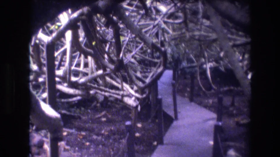 1977 Honolulu 8mm frame looking down a curving garden path bordered by tangled branches, low plants, and shaded tropical vegetation.